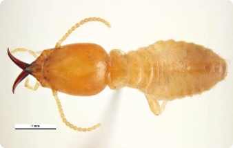 Coptotermes Acinaciformis