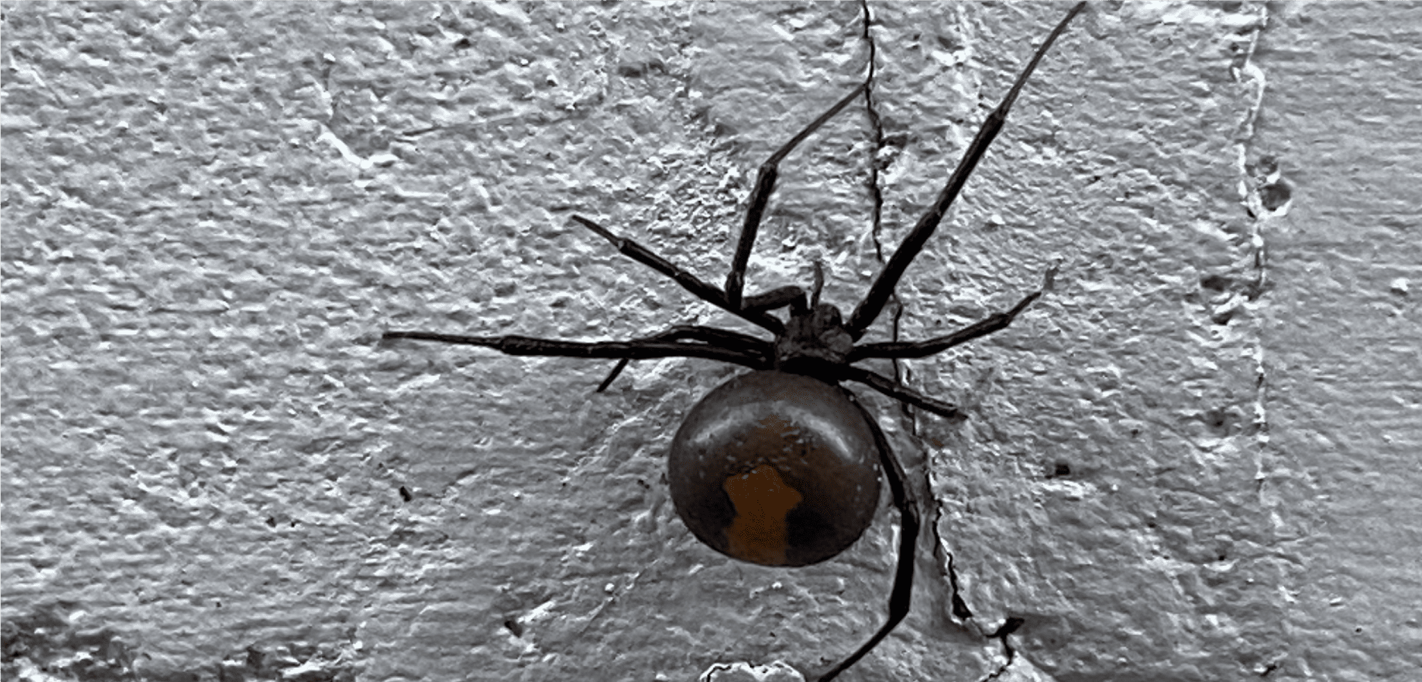 The Smart Way to Solve Spider Issues - Power Over Pests